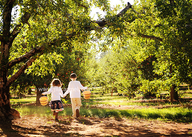 apple orchard family portraits in sacramento