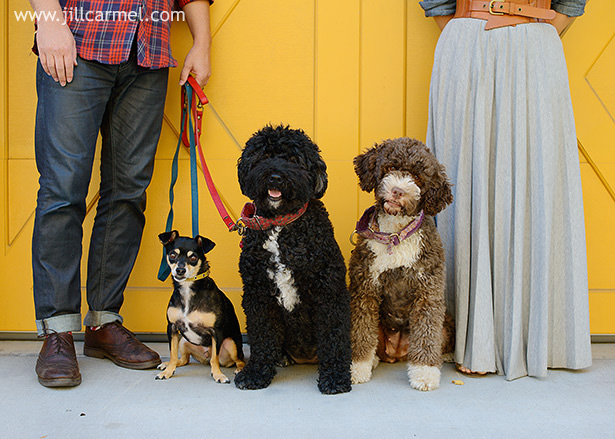dog portraits chihuahua and portuguese water dogs