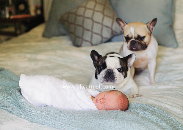 two french bulldogs on the bed with their new baby brother