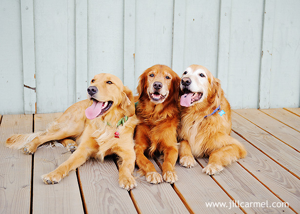 golden-retriever-dog-portraits (2)