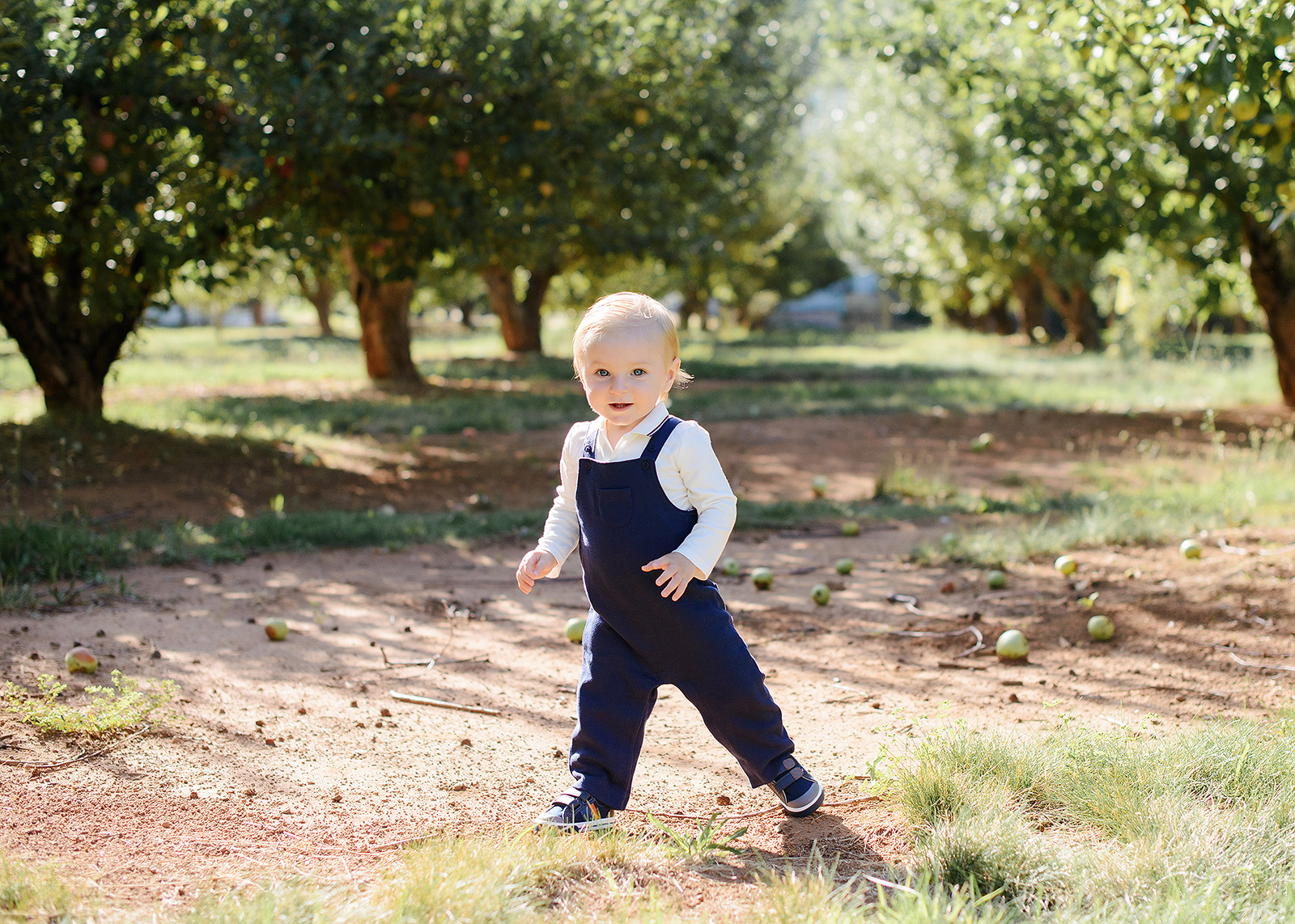Baby Boy in Overalls Walking in Apple Orchard in Apple Hill