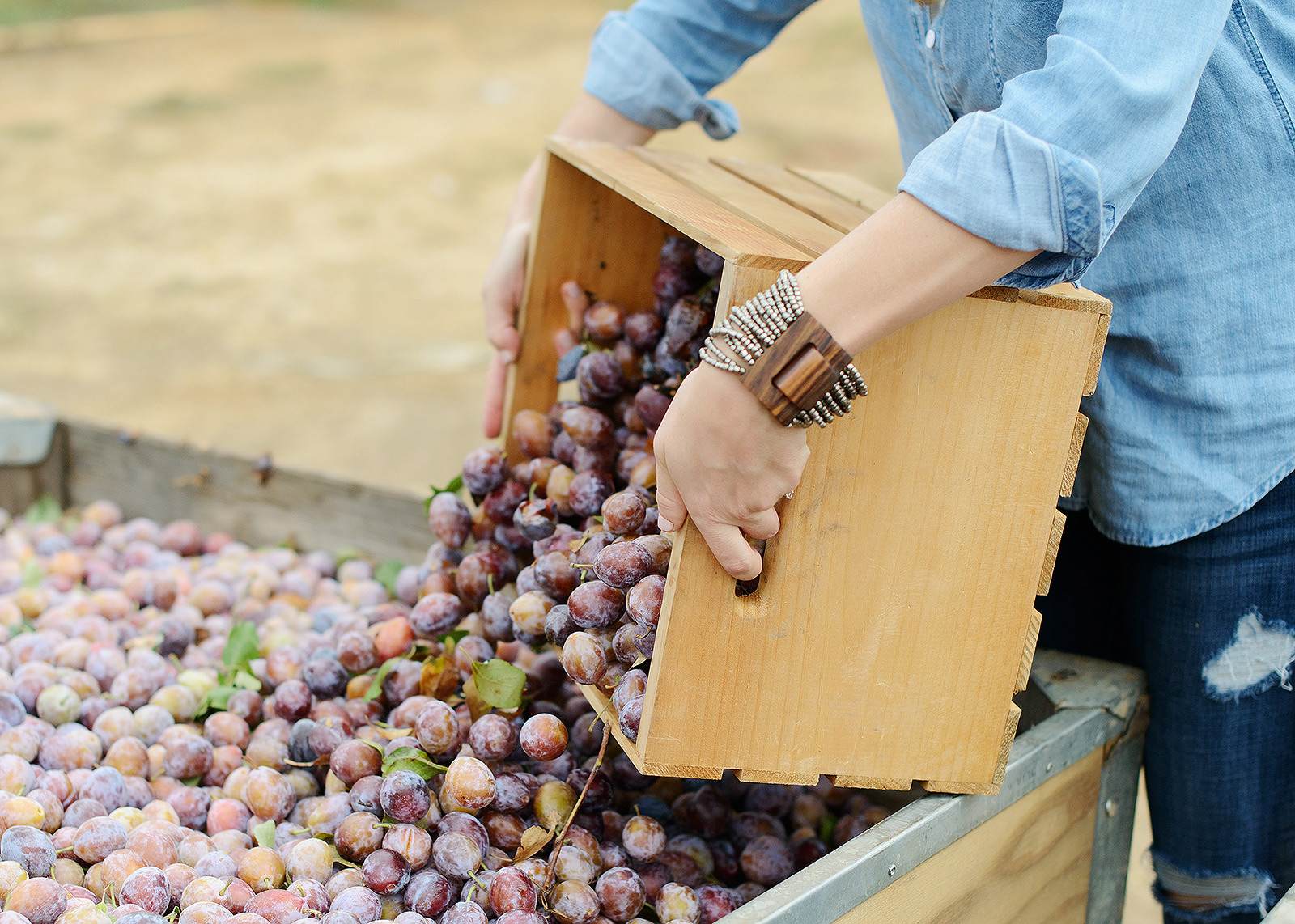 Harvesting Prunes in Live Oak, California