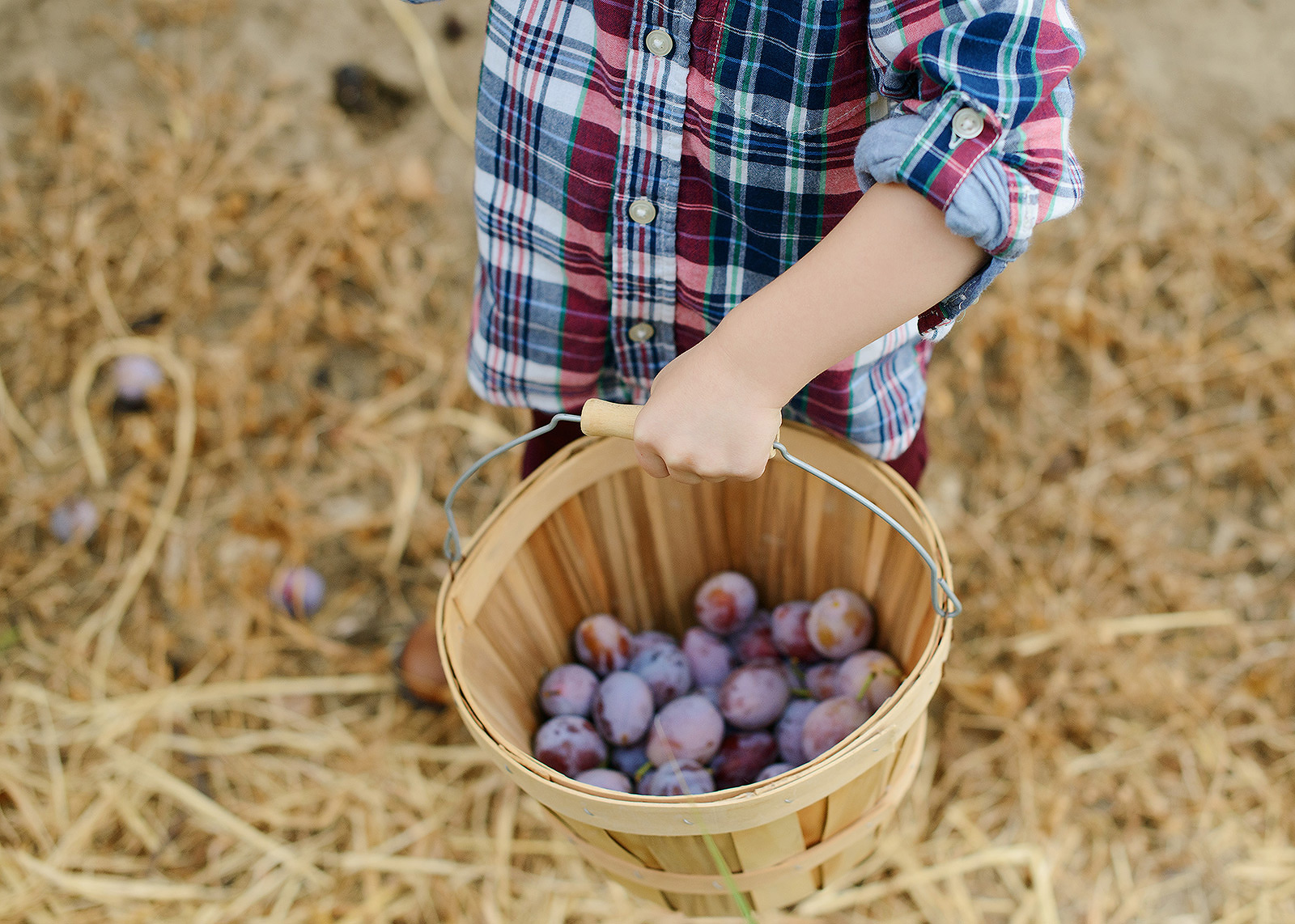 Son Holding a Bushel of Freshly Picked Prunes in a Basket 