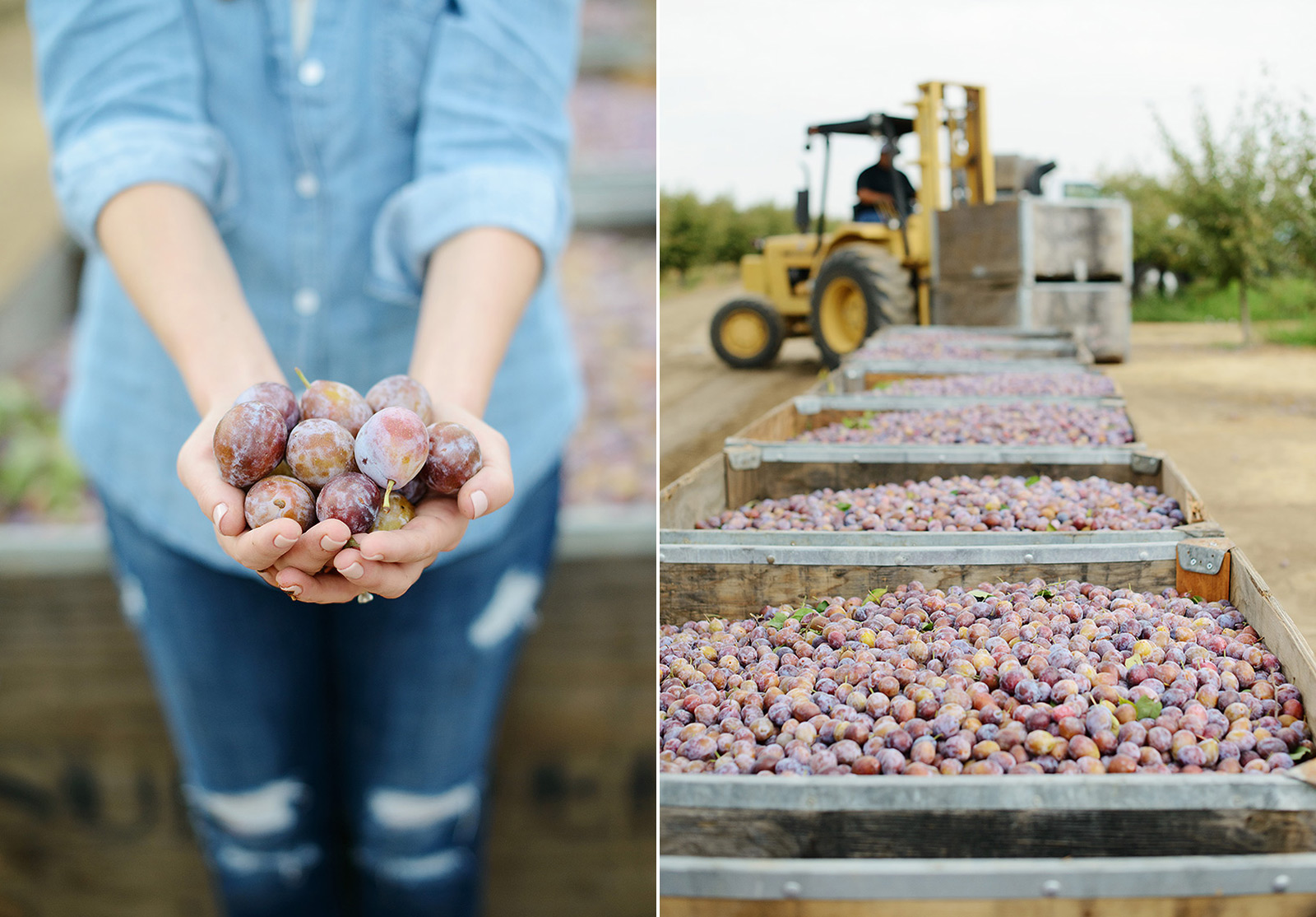 Prune Harvest Season at Live Oak, California Prune Farm for Editorial Shoot