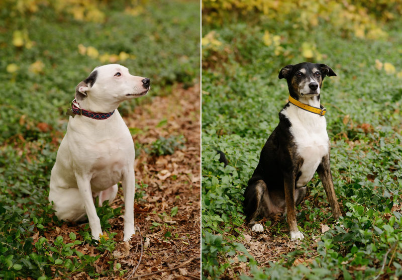 Dog Portraits in Chico Sitting on Fallen Leaves