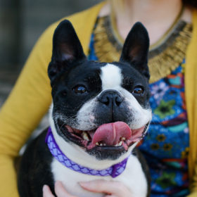 French Bulldog close up during couple photo session at State Capitol