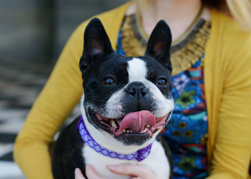 French Bulldog close up during couple photo session at State Capitol