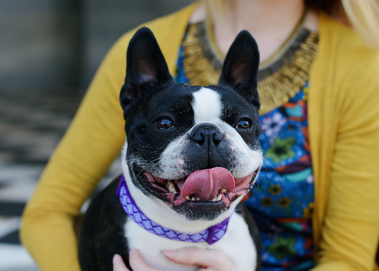 Boston Terrier close up during couple photo session at State Capitol