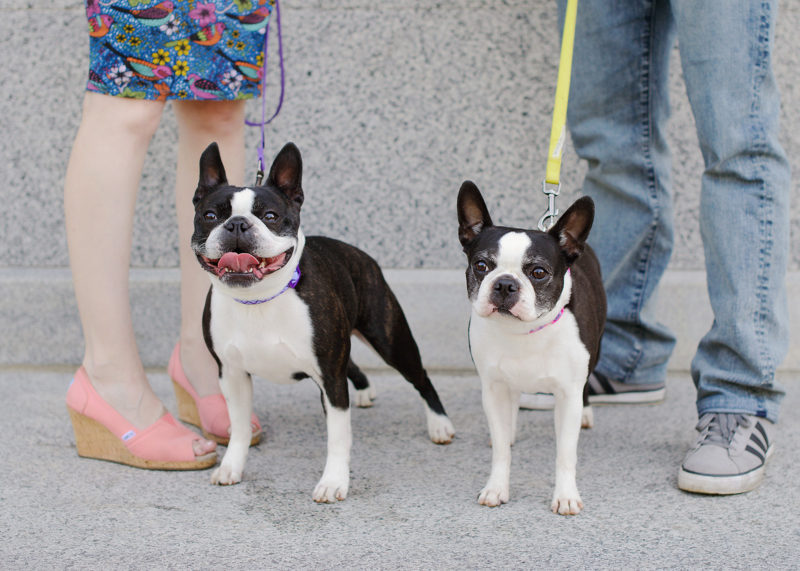 French Bulldogs posing for family photos with closeup of feet at State Capitol