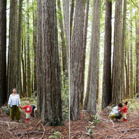 Mom and daughter looking up at the tall redwood trees in backyard of Mendocino home