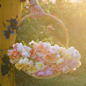 Close up of basket of pink and yellow roses during sunset in Sacramento Valley flower farm