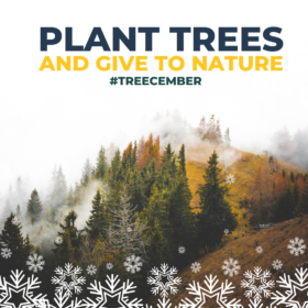One Tree Planted Graphic Treecember Plant Trees