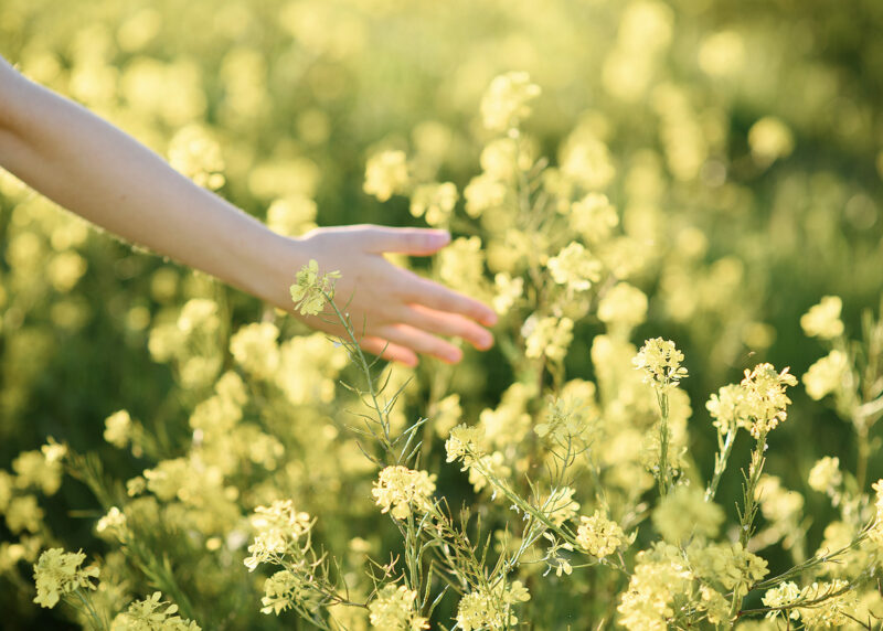 Hands touching yellow wildflowers as she walks Sacramento