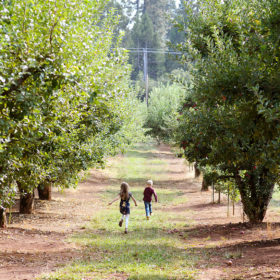 Brother and sister running in apple orchard in Apple Hill