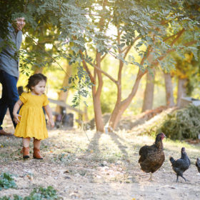 Toddler girl points at chickens in Bywater Hollow Lavender Farm