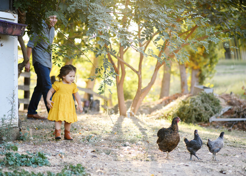 Toddler girl points at chickens in Bywater Hollow Lavender Farm