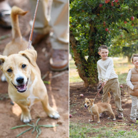 Boys holding on to puppy’s leash while smiling under the apple tree in Apple Hill California