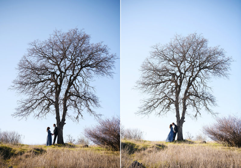 Silhouette of large oak tree with pregnant couple kissing under it Sacramento