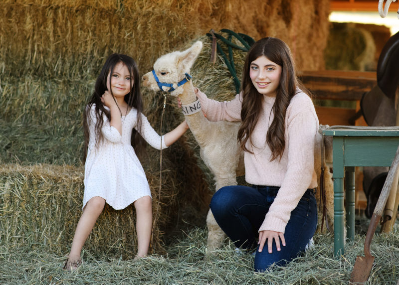 Little girl and teen girl posing with baby alpaca in barn at Colusa Riverside Alpaca Ranch in Lincoln