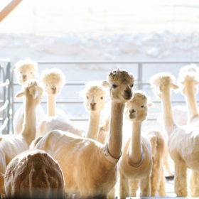 Alpacas in stable at Colusa Riverside Alpaca Ranch in Lincoln