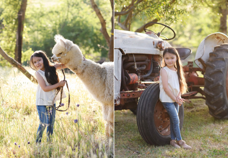 Little girl smiling with alpaca and posing with old tractor in Colusa Riverside Alpacas in Lincoln