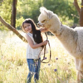 Little girl posing with alpaca on dry grass at Colusa Riverside Alpacas