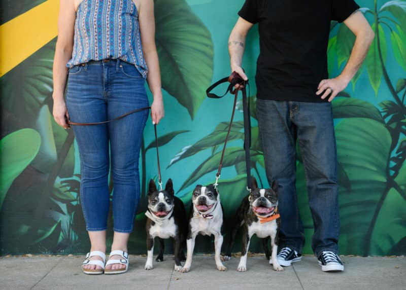 three boston terriers posing with couple in front of mural in downtown sacramento california