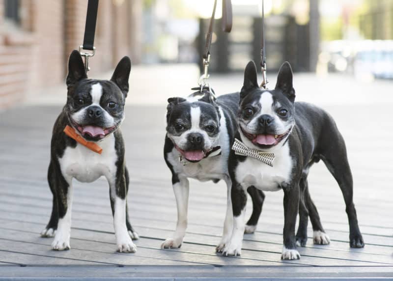 three boston terrier dogs in bow ties in downtown sacramento california