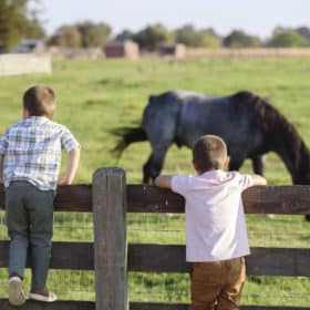 young brothers standing on a fence watching horses sacramento california