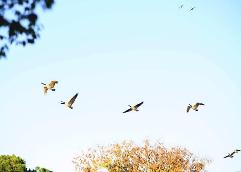 geese flying south for the winter in the fall in rancho cordova california