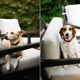 dogs posing on chairs outside