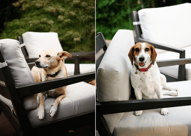 dogs posing on chairs outside