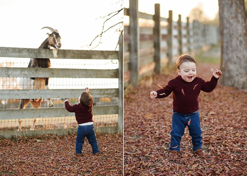 young boy standing by a fence trying to pet a goat, laughing with the camera