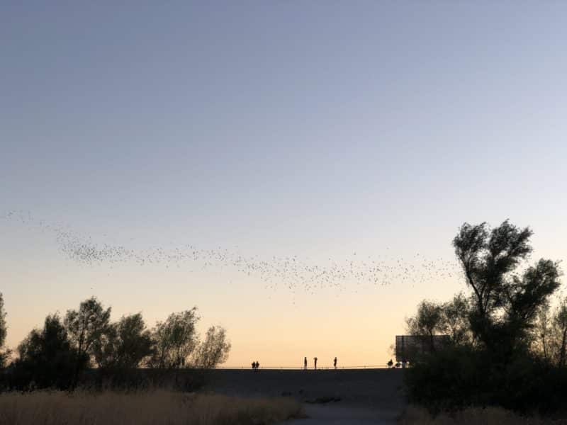where to go to see bats in sacramento
