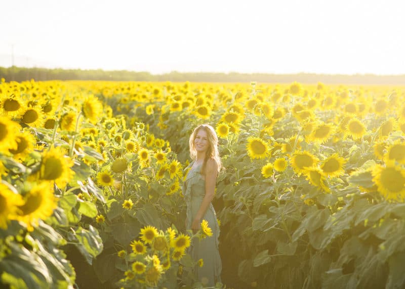 taking photographs in a field of sunflowers during golden hour in dixon california